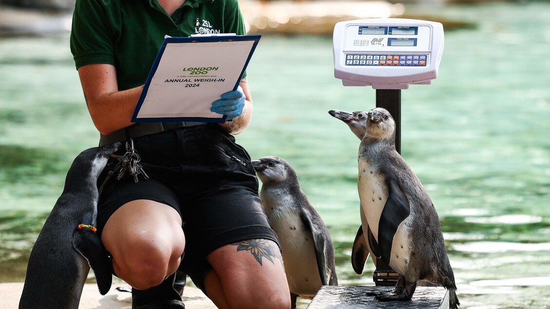 Allo zoo di Londra è il giorno della pesatura