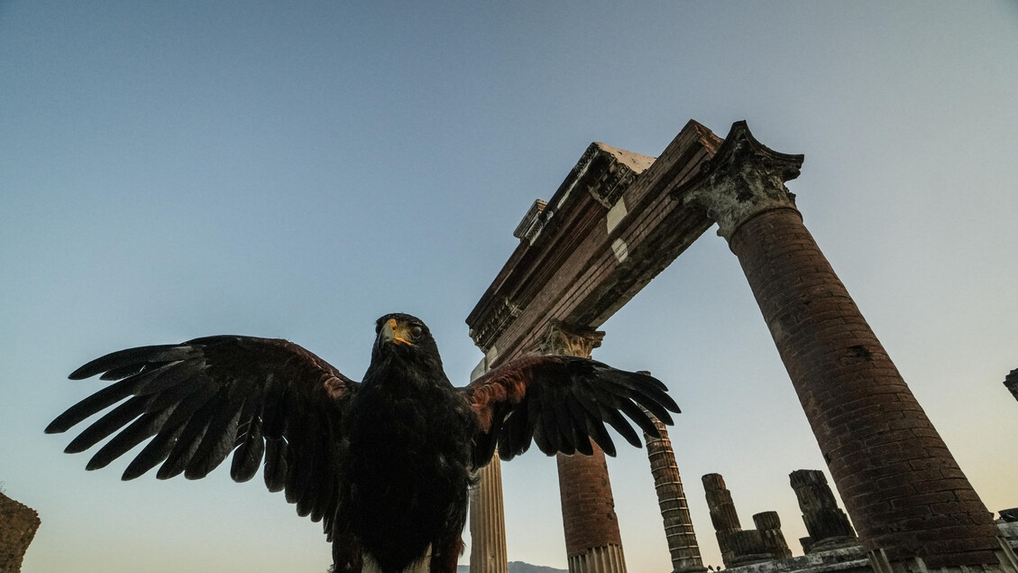 Le guardiane alate di Pompei, due rapaci a "difendere" gli scavi dai piccioni