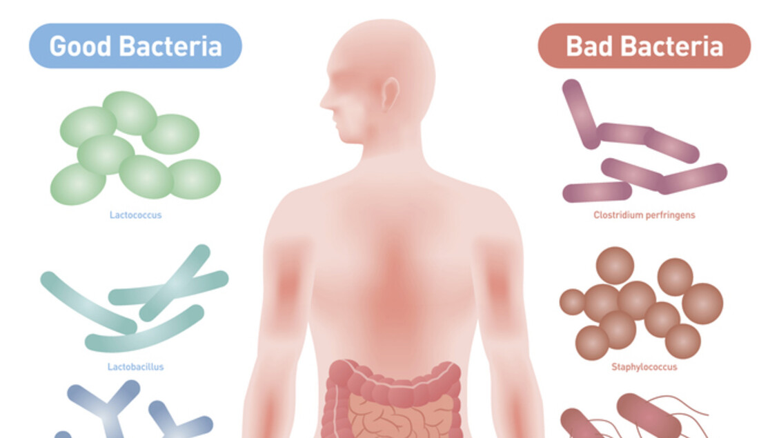 Oltre metà italiani ha disturbi intestinali ma ignora il microbiota