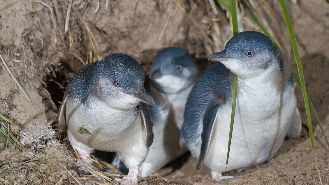 Svelata la vita segreta dei pinguini, tra divorzi e tradimenti