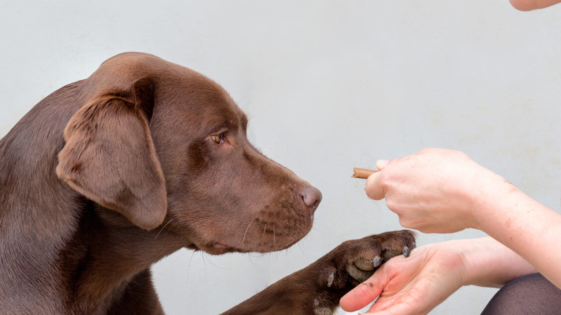 Cani ed esseri umani a rischio di obesità per gli stessi geni