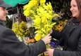 8 marzo: la mimosa compie 70 anni © ANSA