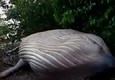 Il mistero della balena ritrovata in una foresta brasiliana © ANSA