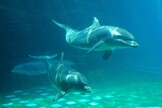 Salvar los delfines, una consigna ejemplar en aguas italianas.