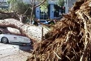 Albero su auto a Roma, ferito tassista