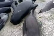 Oltre 400 balene spiaggiate in Nuova Zelanda
