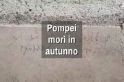 Pompei, eruzione a ottobre e non ad agosto