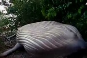 Il mistero della balena ritrovata in una foresta brasiliana