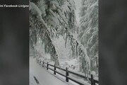 Prima neve a Livigno, alberi e strade imbiancate