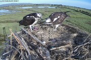 Falco pescatore nidifica in oasi Wwf toscane