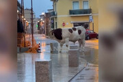 Nuoro, un toro passeggia per le strade di Tortoli'