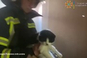 Odessa, i vigili del fuoco salvano gli animali intrappolati nelle case