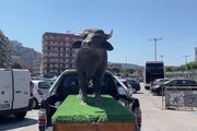 Napoli, protestano gli allevatori di bufale: trattori in marcia verso la Regione Campania