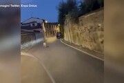 Firenze, due ragazzi inseguono un capriolo in moto. Enpa: 'Li denunciamo, e' reato'