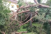 Tromba d'aria a Fregene, alberi&nbsp; caduti e danni