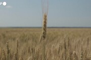 Scontro in Ue sui limiti all'import del grano ucraino