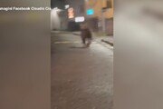 Un orso si aggira per il centro del paese in Trentino