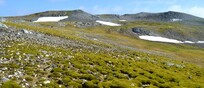 Ardley Island, l'Antartide diventa sempre più verde.  Credito: Dan Charman