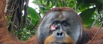 L’orango Rakus e la sua ferita sotto l’occhio destro (fonte: Armas)