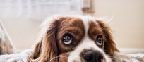 Lo stress degli esseri umani contagia i cani rendendoli più pessimisti nelle scelte (fonte: Pixabay)