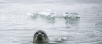 L'incontro tra la foca e la balena nel ghiacciaio (Foto ANSA di Emanuele Valeri)