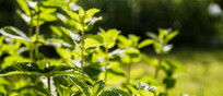 Pomodori, menta e assenzio sul balcone, sono armi naturali contro le vespe