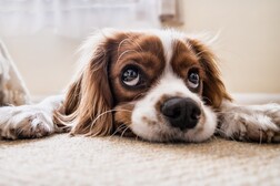 Lo stress degli esseri umani contagia i cani rendendoli più pessimisti nelle scelte (fonte: Pixabay)