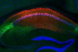 Nel cervello di un topoin verde  l'area che ricorda le interazioni sociali, in rosso quella che ricorda i luoghi  (fonte: P. Kassraian et al., Columbia’s Zuckerman Institute)