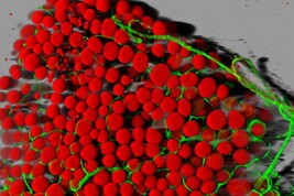 In rosso le cellule adipose di topo perfuse da vasi sanguigni visibili in verde (fonte: Daniela Malide, National Heart, Lung, and Blood Institute/NIH)