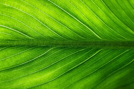  La struttura naturale delle venature all'interno delle foglie sta ispirando i materiali del futuro (fonte: pixabay)