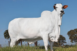 In Brasile la mucca più cara al mondo, vale 4 milioni di dollari
