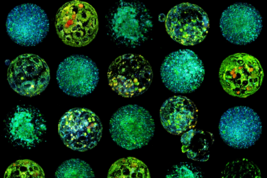 Ricostruzione in 3D di immagini iperspettrali di embrioni di topo (fonte: IBEC)