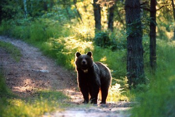 Fugatti firma il decreto di abbattimento dell'orsa Kj1