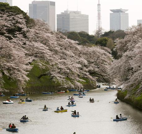 Ciliegi in fiore, la primavera a Tokyo © EPA