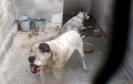 does the dogo argentino attack humans