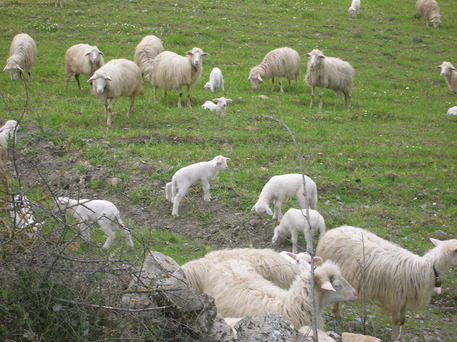 Pecore di Sardegna © ANSA