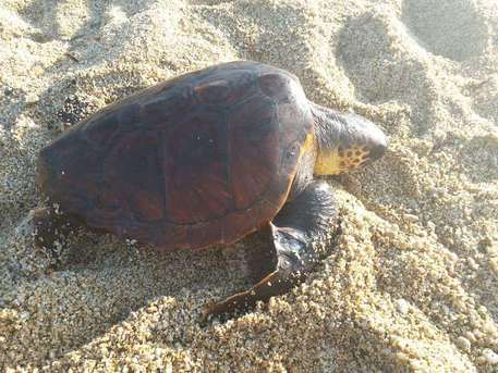 Caretta Caretta depone uova su spiaggia Monasterace