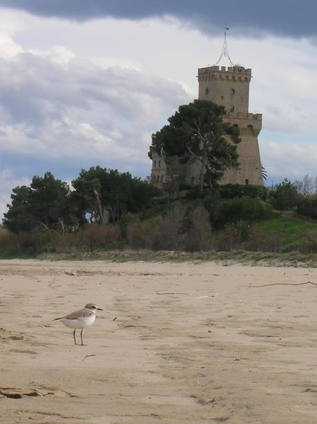 'Far west' sulle spiagge abruzzesi, allarme ambientalisti