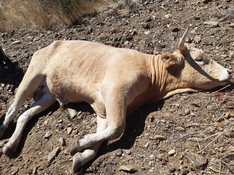 Toro ucciso a Olbia © ANSA