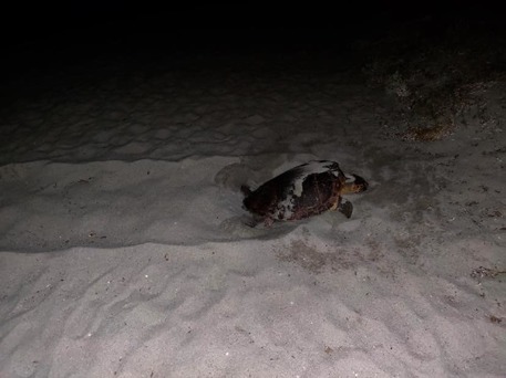 Tartaruga marina depone uova nella spiaggia di Cea