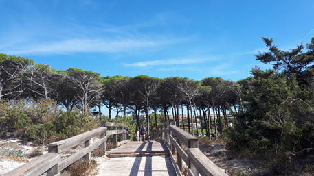 Rogo vicino spiaggia Alghero forse doloso, inchiesta Procura