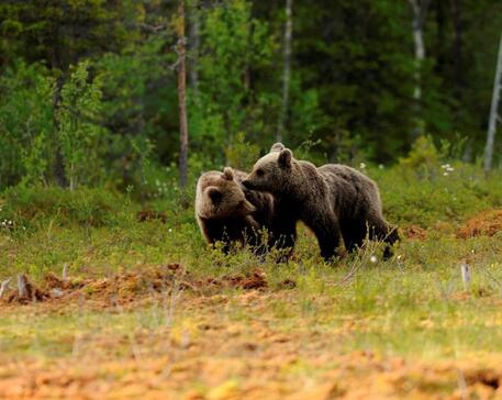 Trento, una cucciolata di orso sul Brenta in una foto di archivio © ANSA