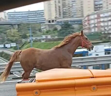 Un cavallo in Tangenziale a Napoli, sgroppata tra le auto in coda © ANSA