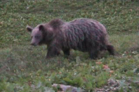 Un orso nella natura © ANSA