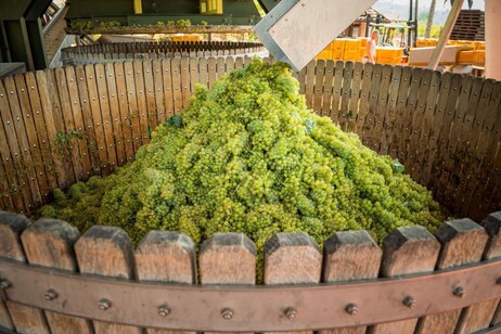 Al via vendemmia in Franciacorta, buono lo stato sanitario delle uve