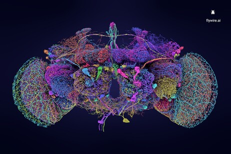 I 50 neuroni più grandi nel connettoma del moscerino della frutta (fonte: Tyler Sloan e Amy Sterling perFlyWire, Princeton University, Dorkenwald et al., Nature, 2024)