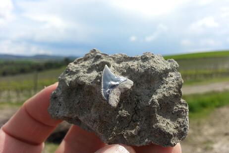 Un dente di squalo rinvenuto in Toscana (fonte: CNR-IFAC)