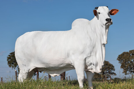 In Brasile la mucca più cara al mondo, vale 4 milioni di dollari