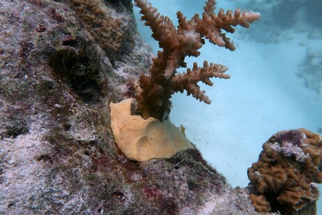 Un corallo trapiantato con il nuovo stucco biodegradabile (fonte: Unimib)