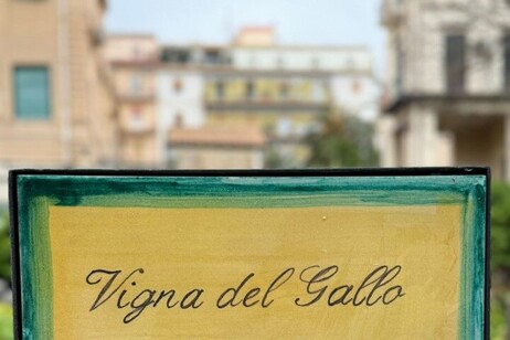 Nell'Orto botanico di Palermo vigna intitolata a Diego Planeta